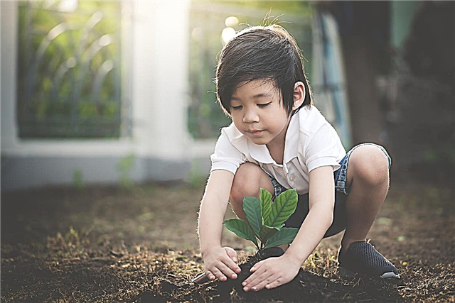 Problemas de comportamiento y jardinería: uso de la jardinería para los trastornos de comportamiento