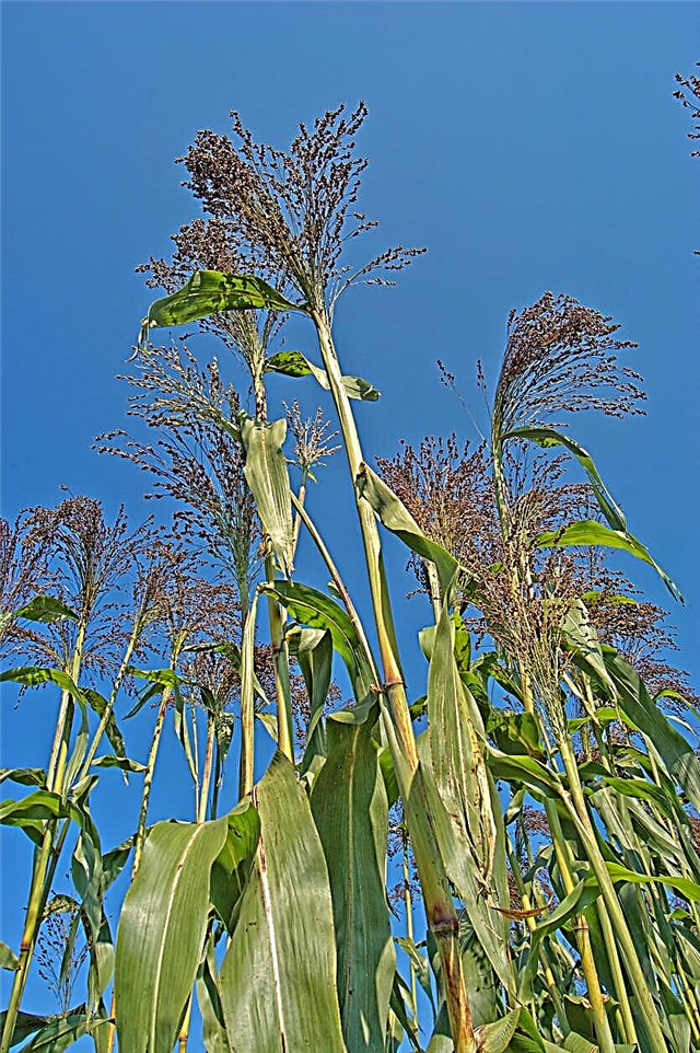 Qu'est-ce que le genêt à balai - Comment faire pousser des plants de maïs à balai