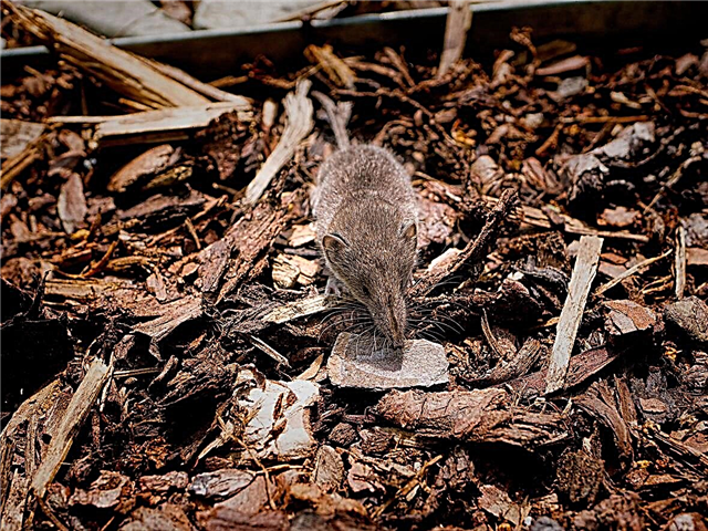 هل الفئران مثل المهاد: كيفية التخلص من الفئران في حديقة المهاد