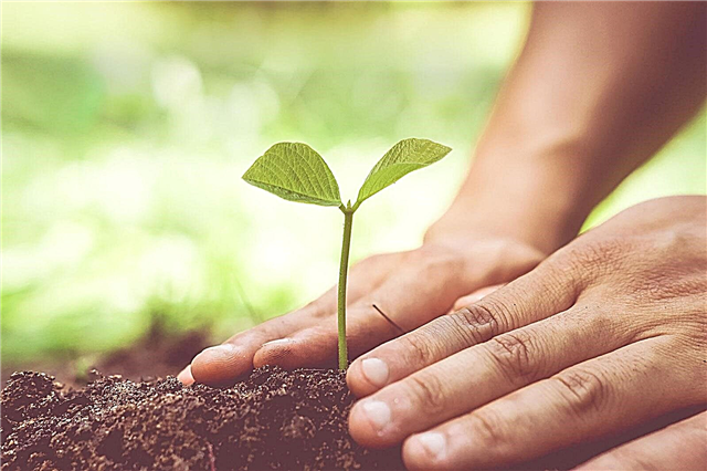 Kertészet és függőség - Hogyan segít a kertészet a gyógyulásban