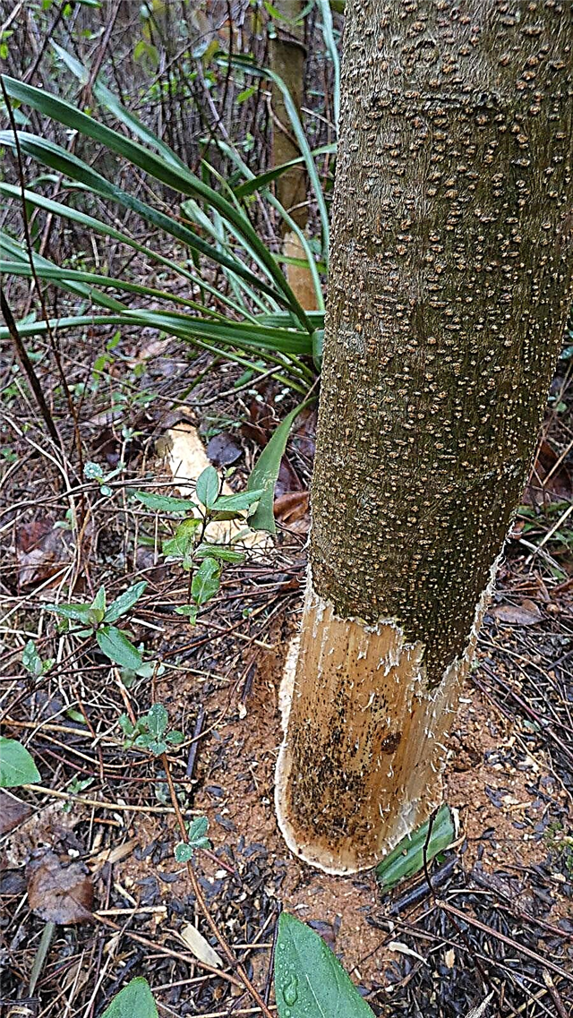 Ochrona drzew przed gryzoniami: co zrobić z drzewami uszkodzonymi przez gryzonie
