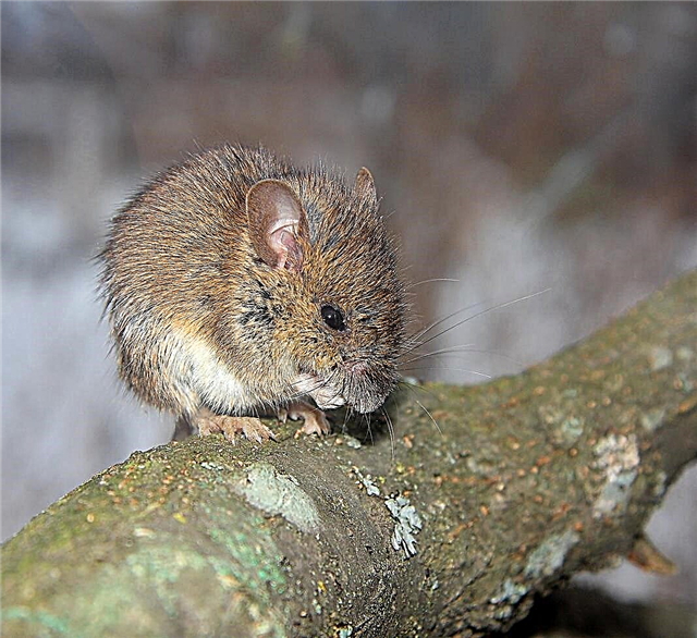माउस बार्क नुकसान: भोजन पेड़ की छाल से चूहे रखना