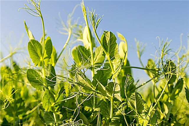 ポッドのないエンドウ豆の植物：エンドウ豆のポッドが形成されない主な理由