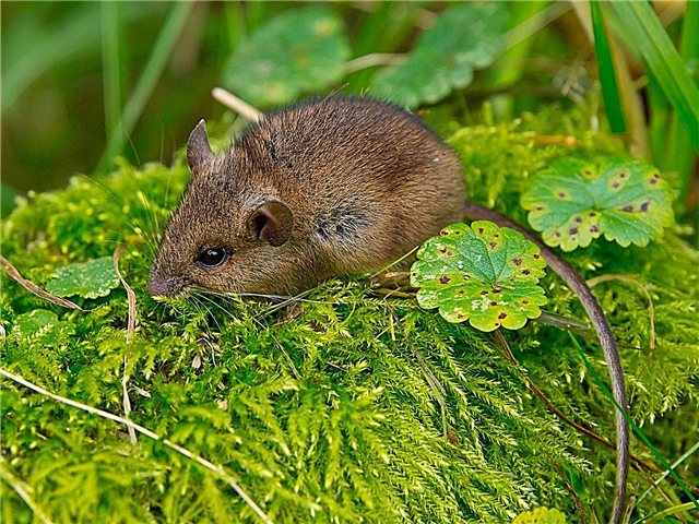 Az egerek nem fognak enni - milyen növények nem szeretik az egereket