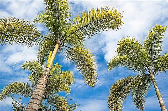 Bolesti lisnih palmi - kako liječiti obolele palmine lisice