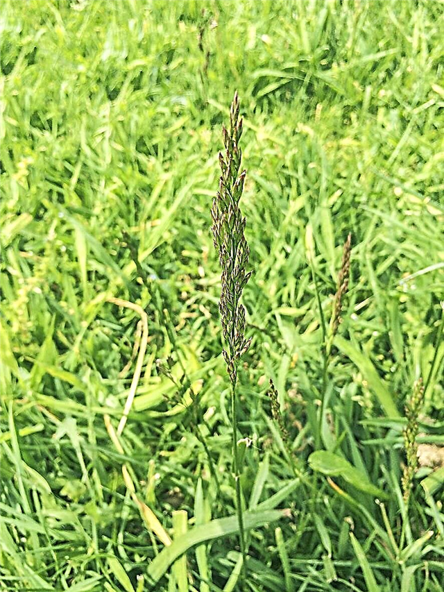 Controle de Bentgrass rastejando: Como matar ervas daninhas de Bentgrass rastejantes