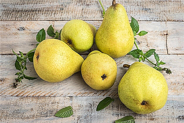 Päärynien säilytys ja käsittely - Mitä tehdä päärynöillä sadonkorjuun jälkeen