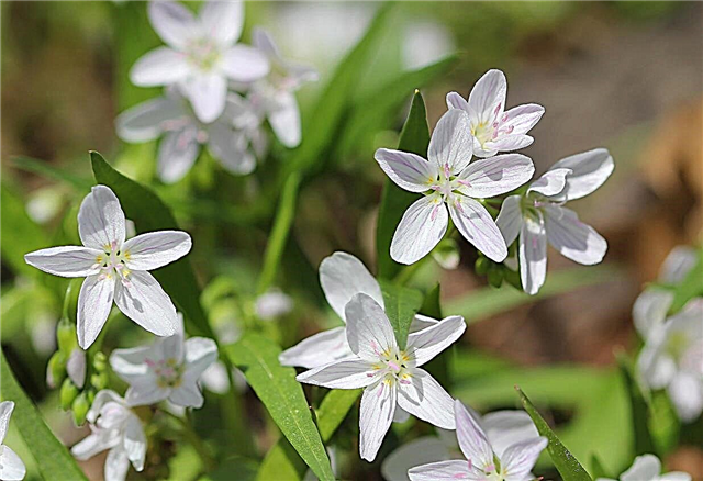 Claytonia Spring Beauty Info - Una guía para cultivar tubérculos Claytonia
