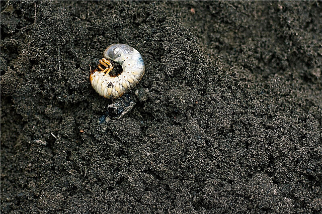 Larvas em vasos de jardim: O que fazer com larvas em plantas de contêiner