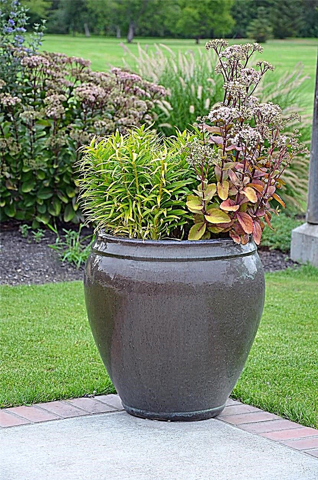 壷の園芸のヒントとアイデア：庭の壷での植栽について学ぶ