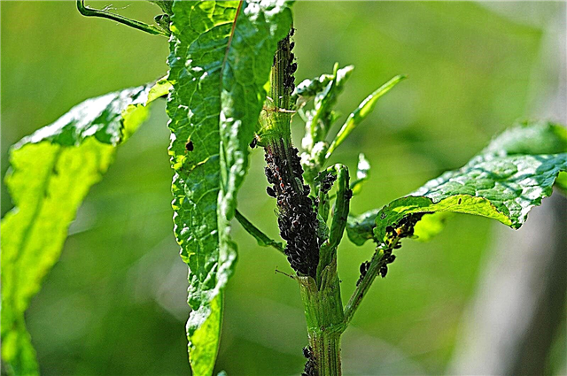 Insecten die zuring eten: leer over zuringplanten
