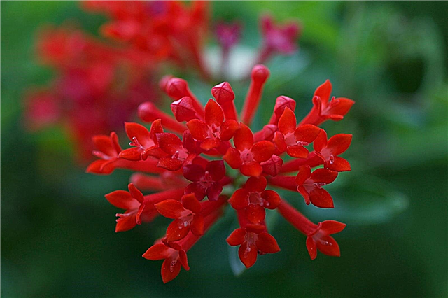 Bouvardia Flower Care: aprenda sobre el cultivo de flores de colibrí