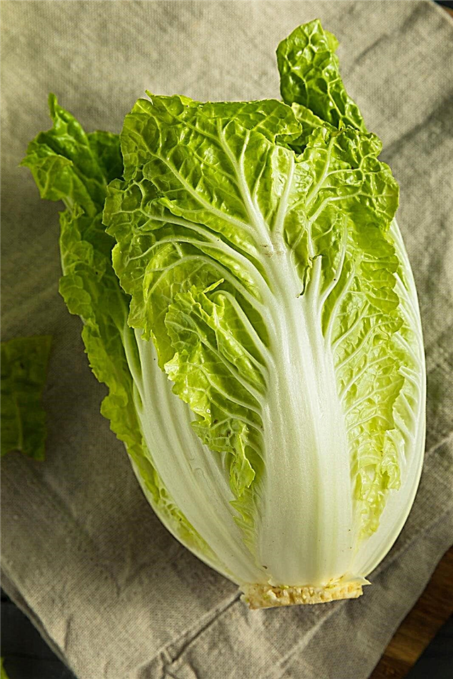 Growing Orient Express Cabbages: Orient Express Napa Cabbage Info
