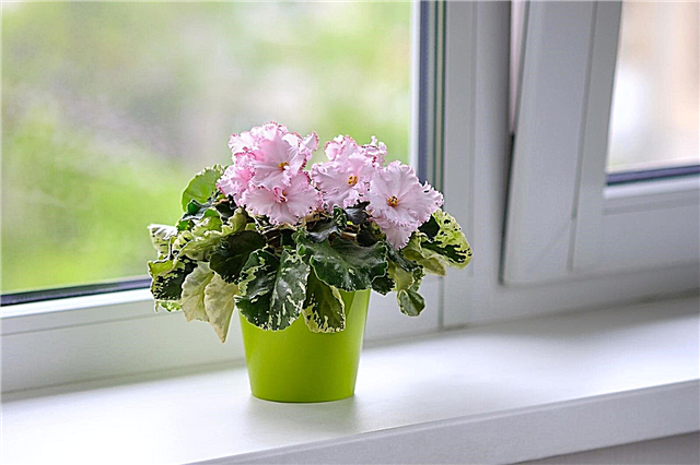 West Facing beltéri növények - A West Facing Window szobanövények gondozása