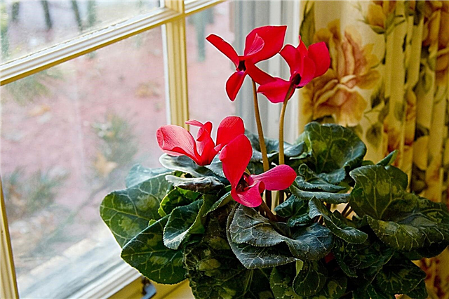 East Window Plants: Odling av växter i East Facing Windows