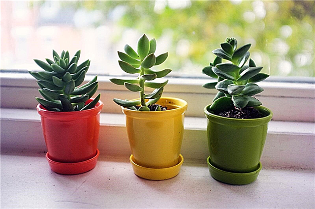 Plantes d'intérieur à lumière directe: garder les plantes d'intérieur dans une fenêtre orientée au sud