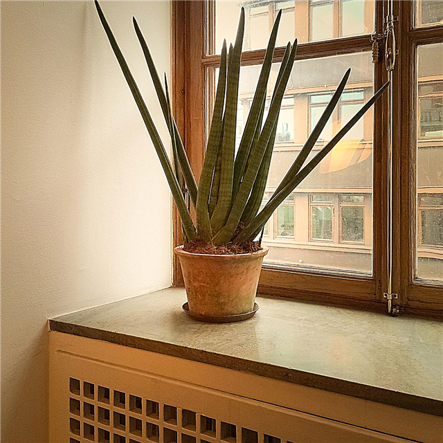Indirekte lette potteplanter: Velge planter for nordvendte vinduer