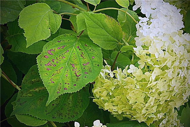 Pöttyök a hortenzia leveleken - Hogyan kezeljük a hortenzia leveles foltokkal