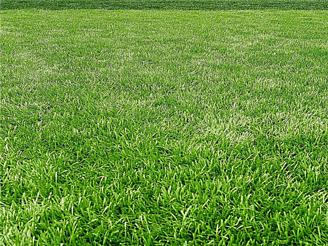 Reducción del pH de la hierba: cómo hacer que un césped sea más ácido