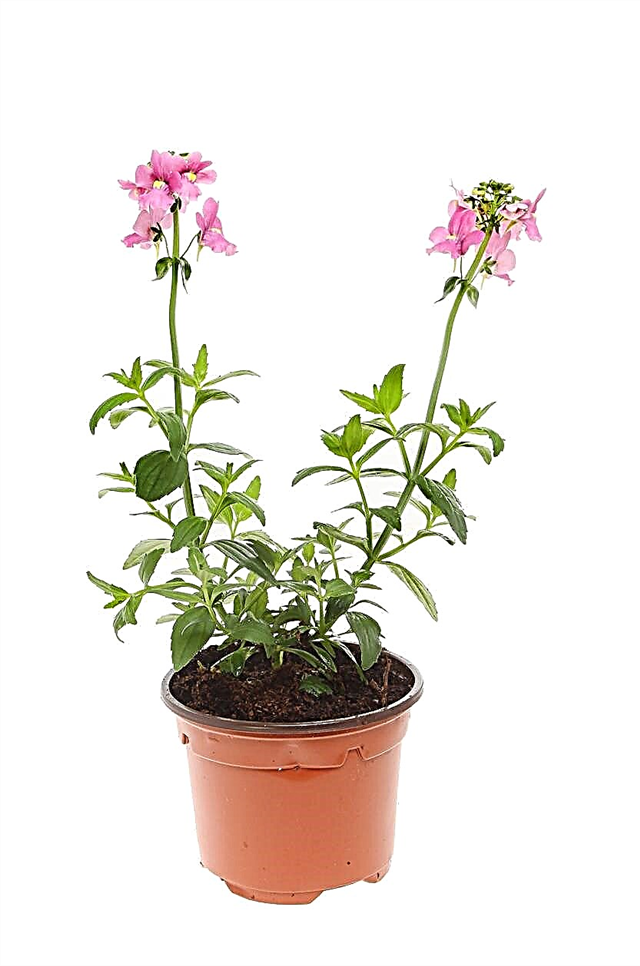 Garder Nemesia dans un pot: pouvez-vous cultiver Nemesia dans des jardinières