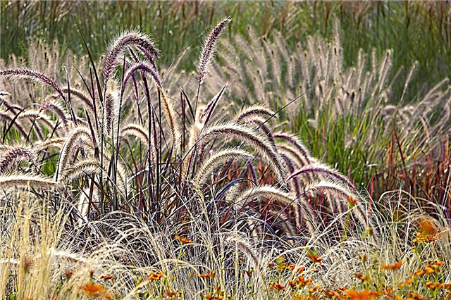 装飾用の草の摂食ニーズ：装飾用の草は施肥を必要としますか
