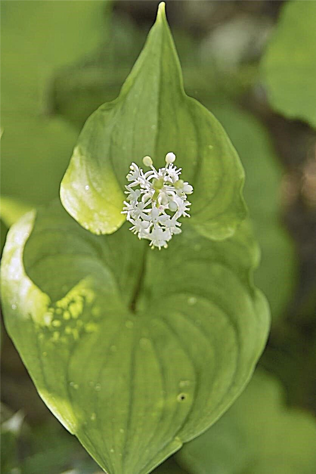 Wild Lily Of the Valley Care - Hvordan dyrke falsk lilje av dalenplanter