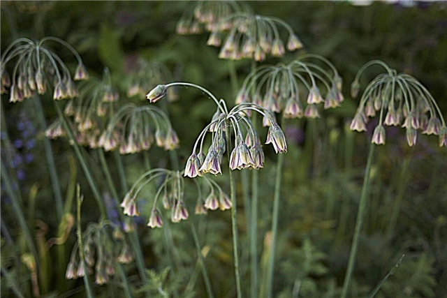 Nectaroscordum Lilyとは–ハニーリリー植物を育てる方法を学ぶ
