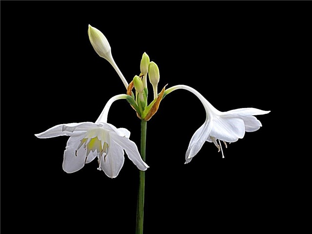 Care Of Amazon Lily Flowers: Cara Menanam Lampu Amazon Lily