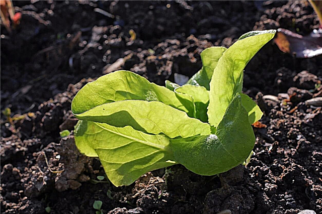 „Kweik“ salotų informacija: „Kweik“ salotų auginimas sode