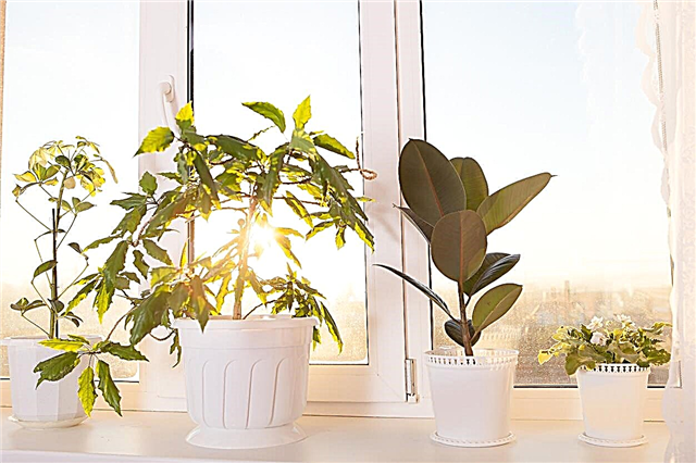 Izbové rastliny podobné slnku: výber izbových rastlín pre slnko