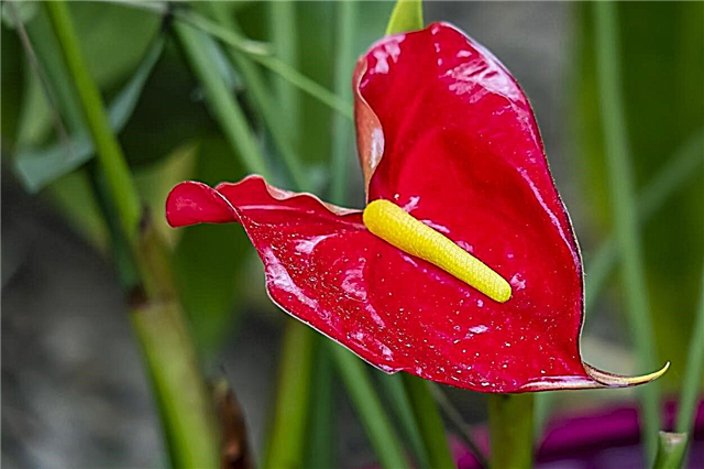 نباتات داخلية ذات لون أحمر - ما النباتات المنزلية لها زهرة حمراء