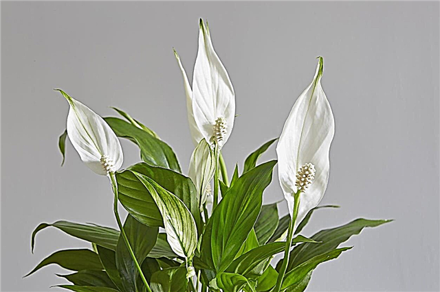 Plantes d'intérieur blanches populaires: Cultiver des plantes d'intérieur qui sont blanches