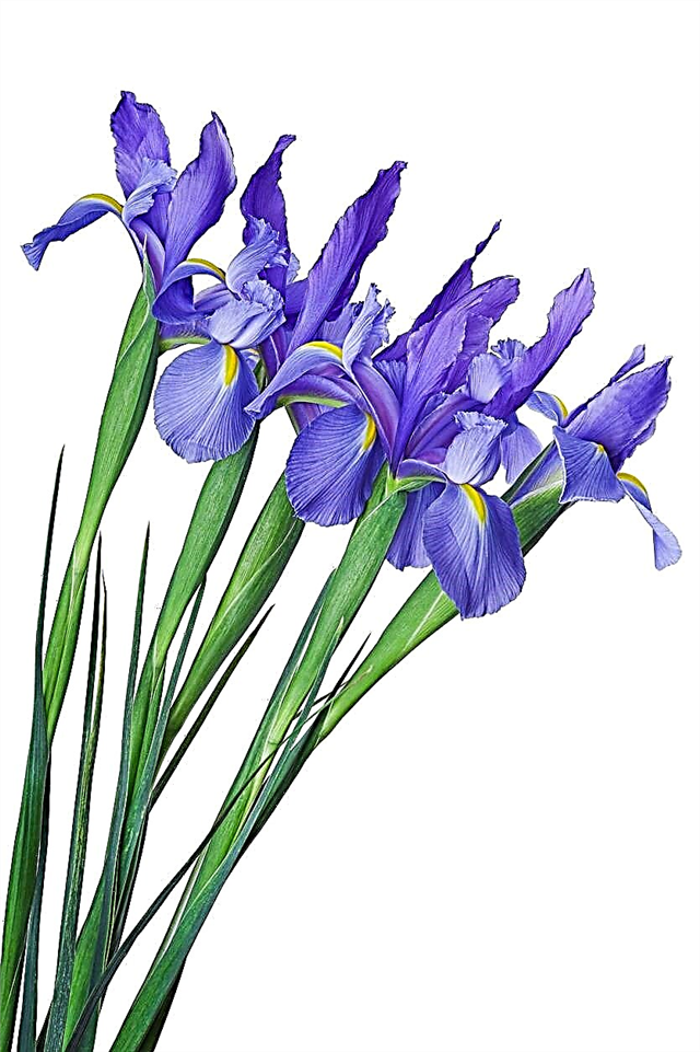 Prisiljavanje nizozemskih žarulja šarenice - Saznajte više o nizozemskom irisu forsiranja u zatvorenom prostoru