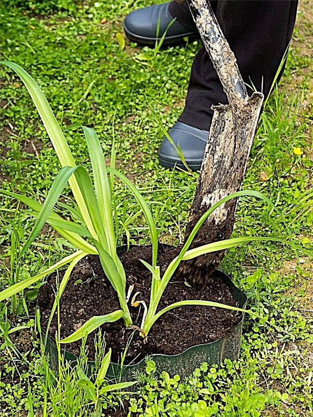 كيفية زرع Daylilies: تعرف على نقل Daylilies في الحديقة
