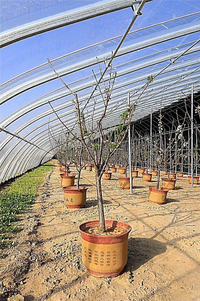 Cuidado de los árboles de invernadero: Cultivo de árboles frutales en un invernadero