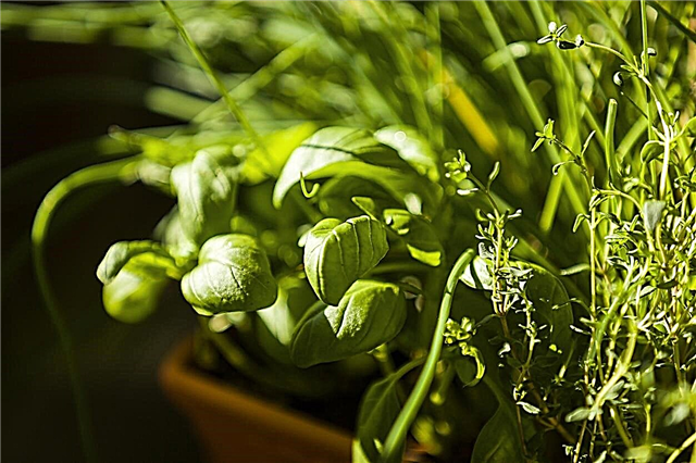Menguruskan Herba yang Tidak Teratur - Apa Yang Harus Dilakukan Dengan Herba Yang Tumbuh Di Dalam