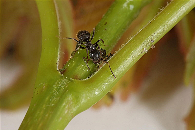 A hangyák üvegházhatást okozó üvegházhatása: hogyan lehet ellenőrizni a hangyákat egy üvegházban