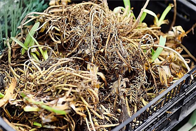 Daylily Tuberi talihooldus - tutvuge talvine Daylily Taimedega