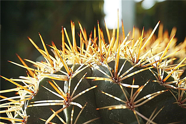 Kaktus Saya Kehilangan Tulang Belakangnya: Adakah Cactus Spines Tumbuh Kembali