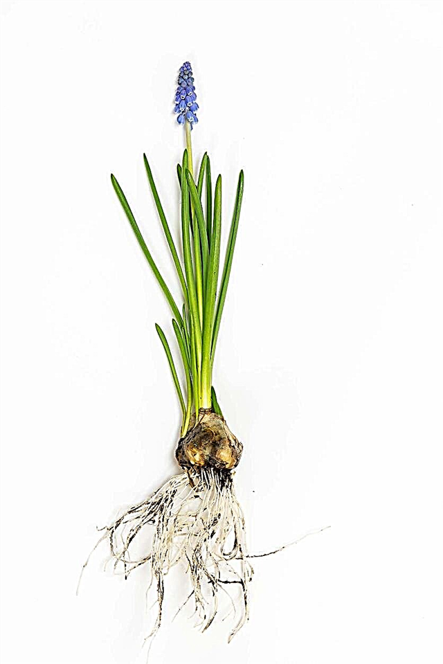 Bulbos de flores en miniatura: elección de bulbos para jardines pequeños