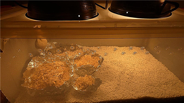 Dyrkning af svampe derhjemme: Hvordan man laver et champagnefrugtkammer