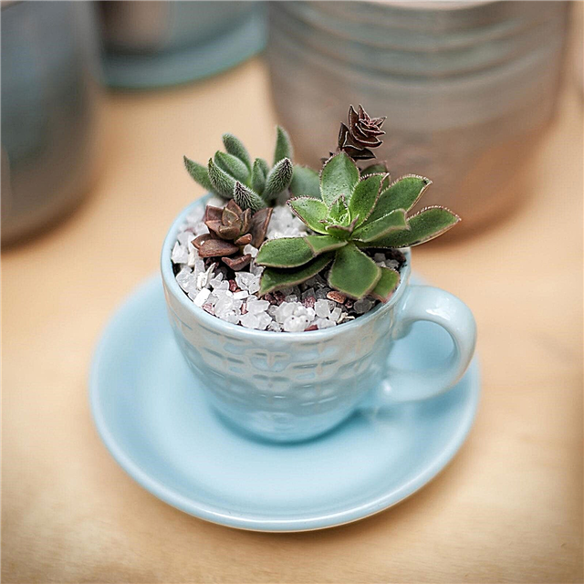 Cultiver des mini-jardins de tasses de thé: comment concevoir un jardin de tasses de thé