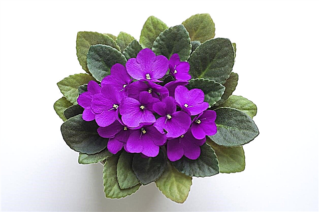 Necessidades florais da violeta africana: dicas para que as violetas africanas floresçam