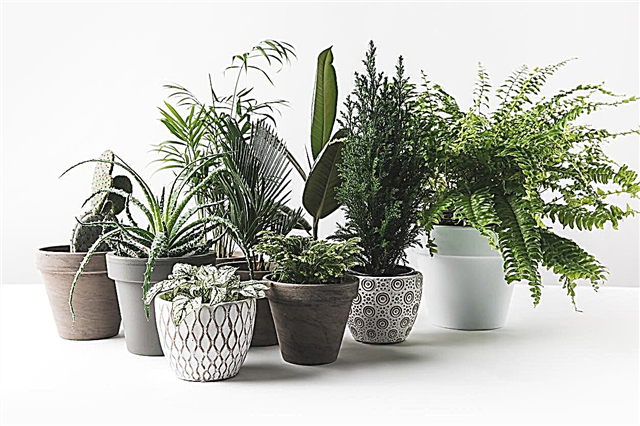 Uso de pires de plantas - as plantas em vasos precisam de pires