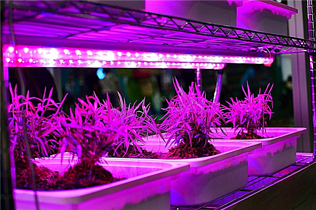 Información de LED Grow Light: ¿Debe usar luces LED para sus plantas?