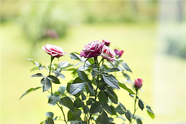 Soin d'intérieur rose miniature: garder une plante d'intérieur mini rose