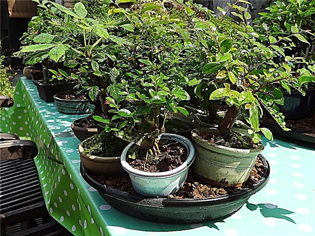 ما هو صينية بيبل - حافظ على النباتات رطبة مع صحن بيبل