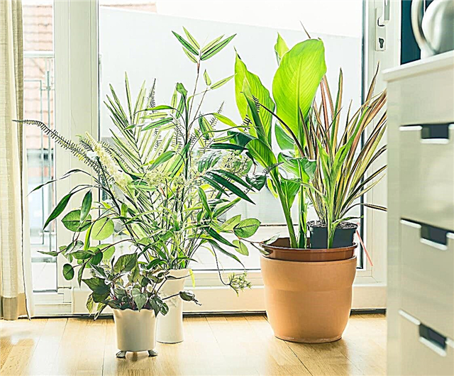 Luchtzuiverende plantnummers - Hoeveel planten voor schone lucht binnenshuis