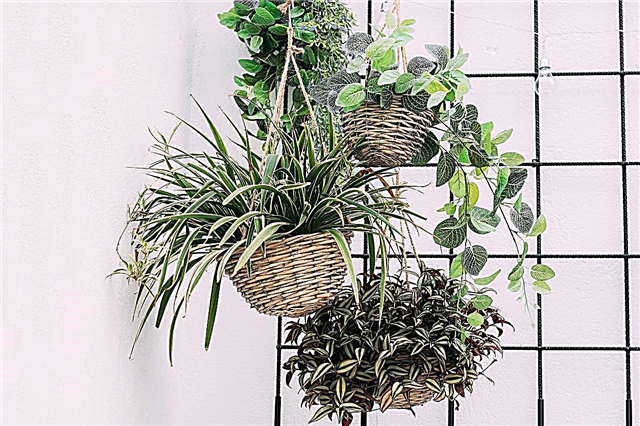 So zeigen Sie Zimmerpflanzen an: Clevere Ideen für die Anordnung von Zimmerpflanzen