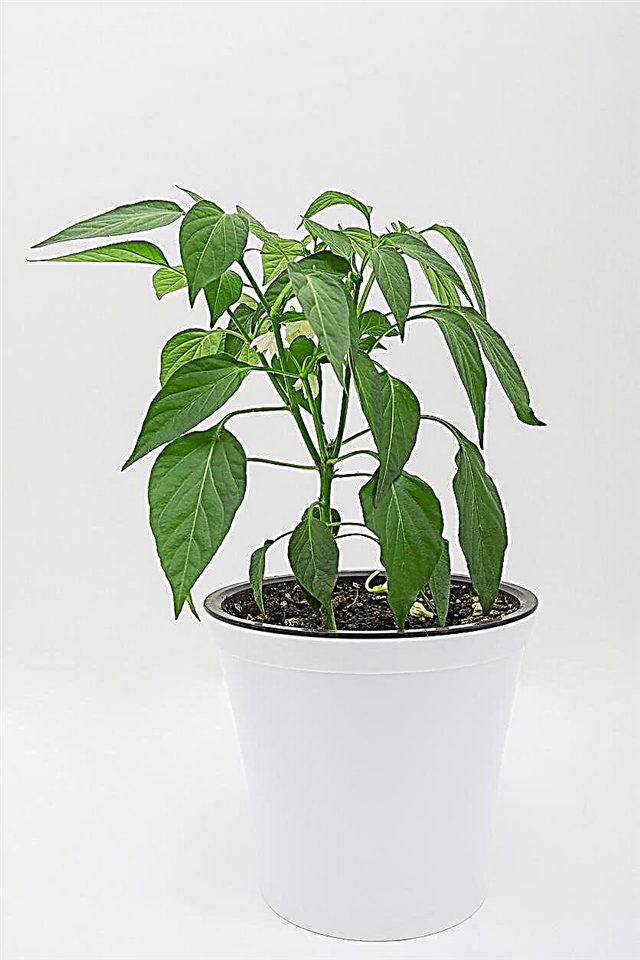 Pimenta como planta de casa - Aprenda a cultivar pimentas em ambiente interno